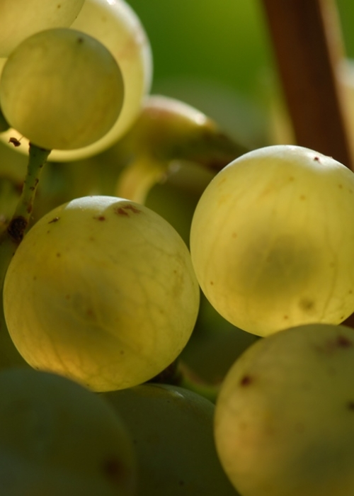 weisser Heunisch ANT 0509 (10)